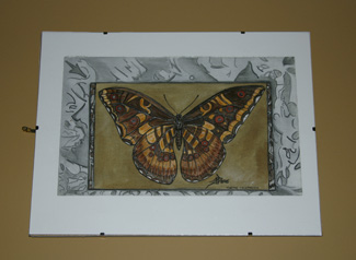 Butterfly
